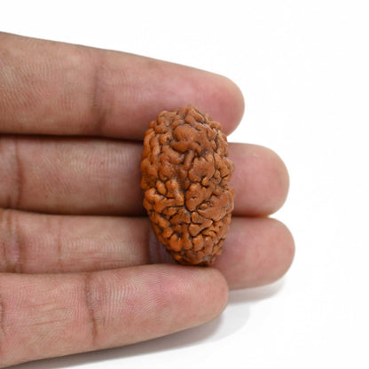 1 mukhi kaju shape Indian Rudraksha 29.95 M.M.