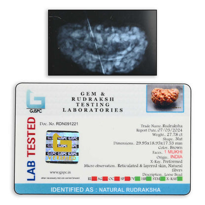 1 mukhi kaju shape Indian Rudraksha 29.95 M.M.