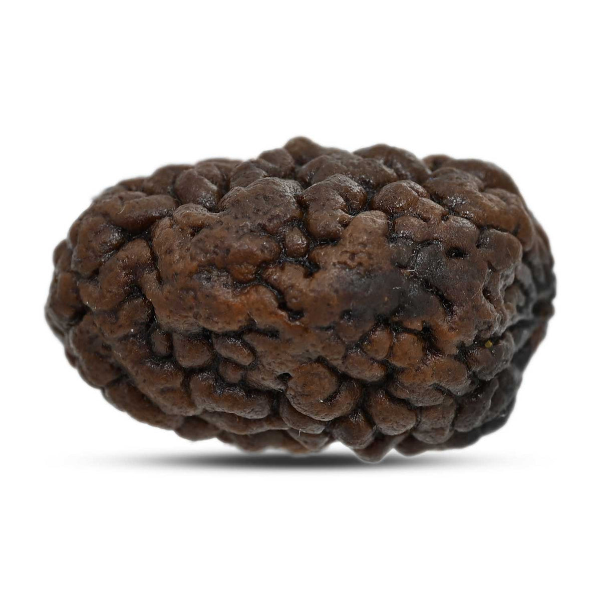 1 mukhi kaju shape Indian Rudraksha 26.95 M.M.