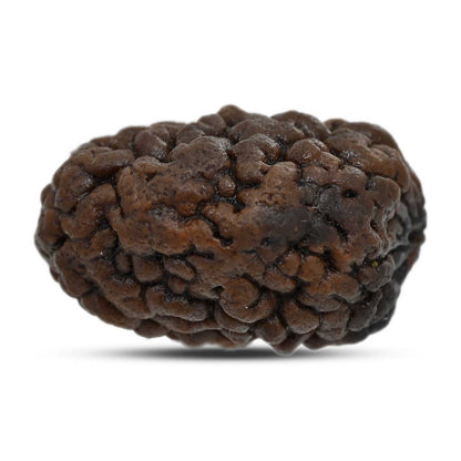 1 mukhi kaju shape Indian Rudraksha 26.95 M.M.