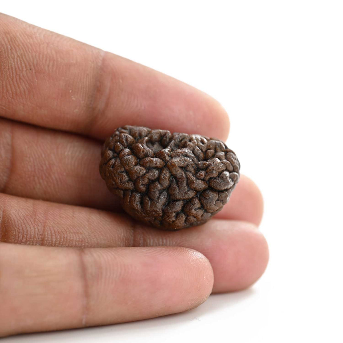 1 mukhi kaju shape Indian Rudraksha 26.95 M.M.