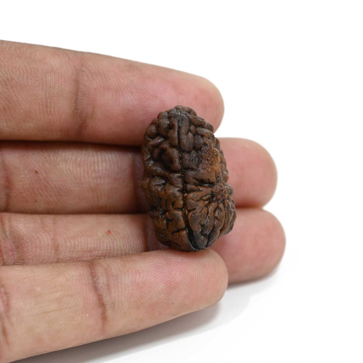 1 mukhi kaju shape Indian Rudraksha 26.95 M.M.