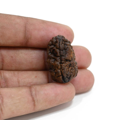 1 mukhi kaju shape Indian Rudraksha 26.95 M.M.