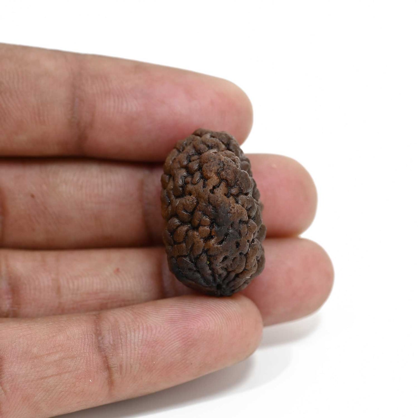 1 mukhi kaju shape Indian Rudraksha 26.95 M.M.