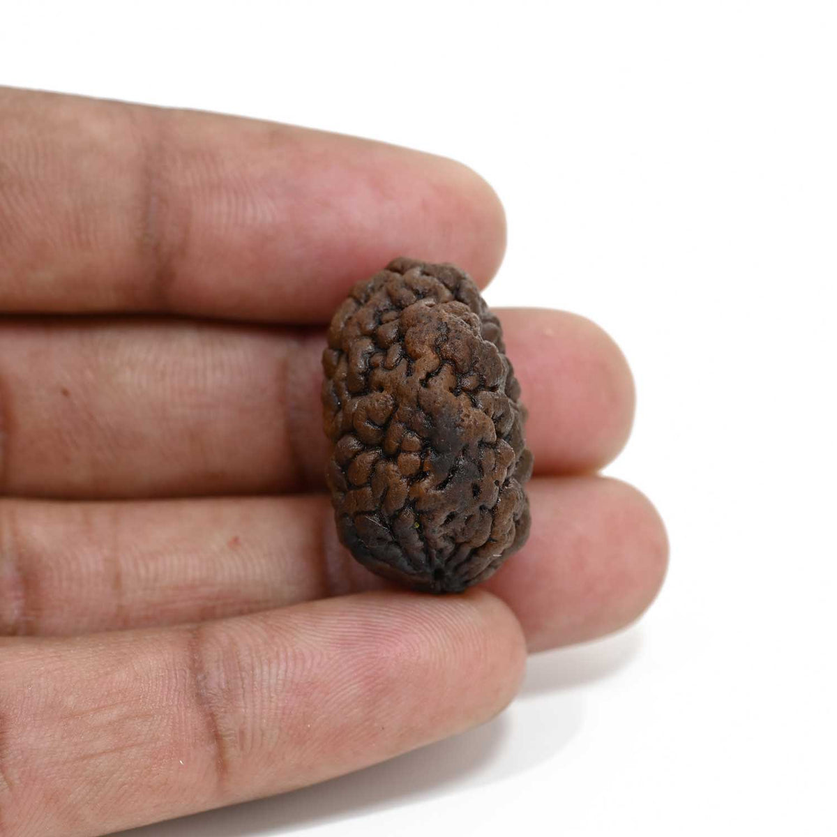 1 mukhi kaju shape Indian Rudraksha 26.95 M.M.