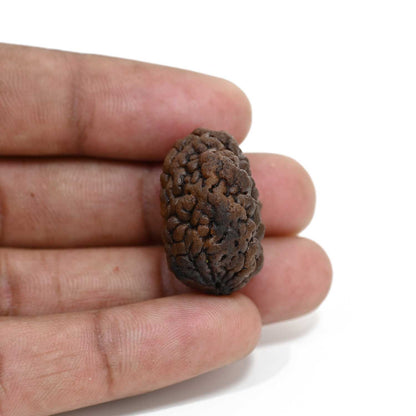 1 mukhi kaju shape Indian Rudraksha 26.95 M.M.