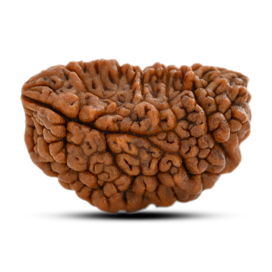 1 mukhi kaju shape Indian Rudraksha 31.46 M.M.