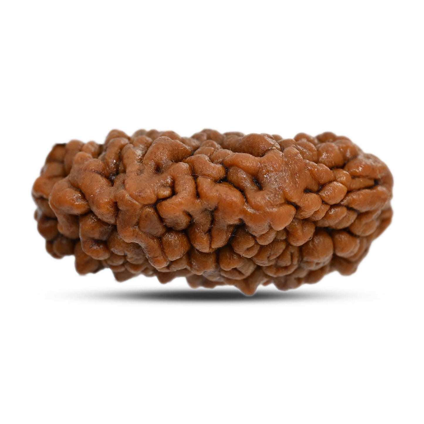 1 mukhi kaju shape Indian Rudraksha 31.46 M.M.