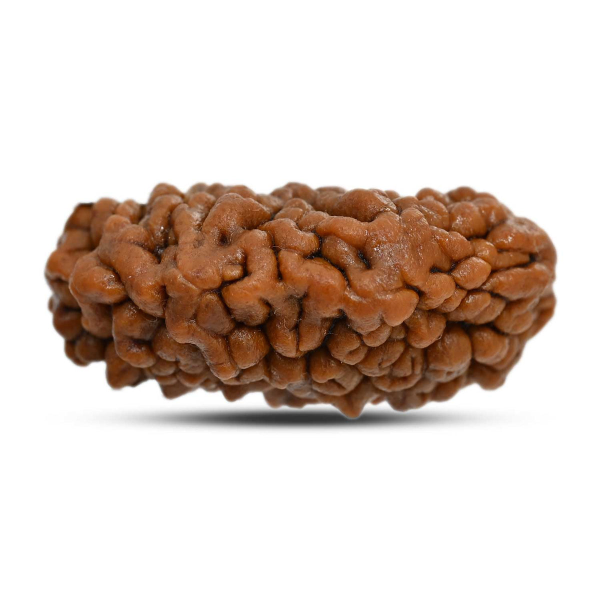1 mukhi kaju shape Indian Rudraksha 31.46 M.M.
