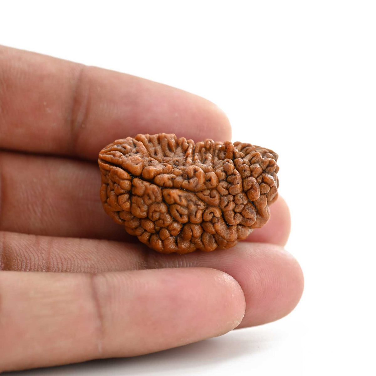 1 mukhi kaju shape Indian Rudraksha 31.46 M.M.