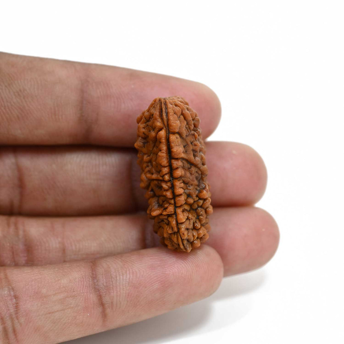 1 mukhi kaju shape Indian Rudraksha 31.46 M.M.