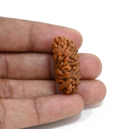 1 mukhi kaju shape Indian Rudraksha 31.46 M.M.