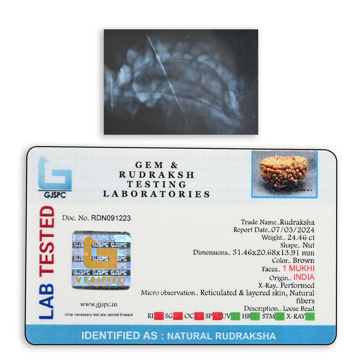 1 mukhi kaju shape Indian Rudraksha 31.46 M.M.