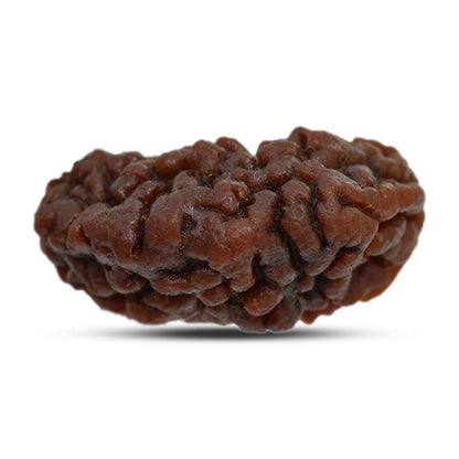1 mukhi kaju shape Indian Rudraksha 30.14 M.M.