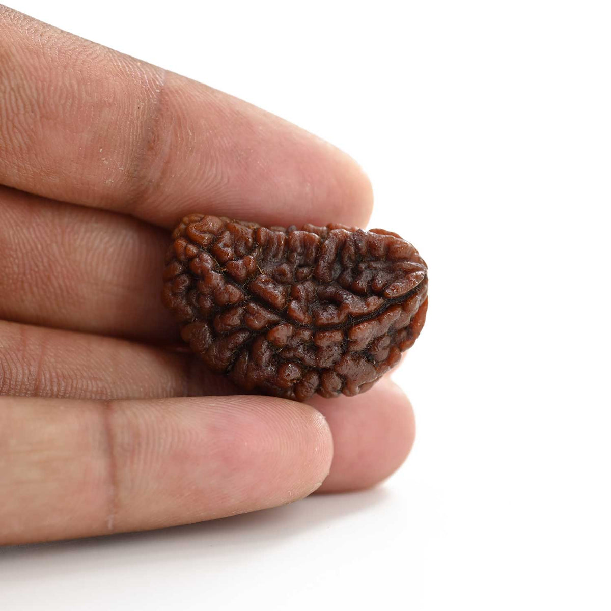 1 mukhi kaju shape Indian Rudraksha 30.14 M.M.