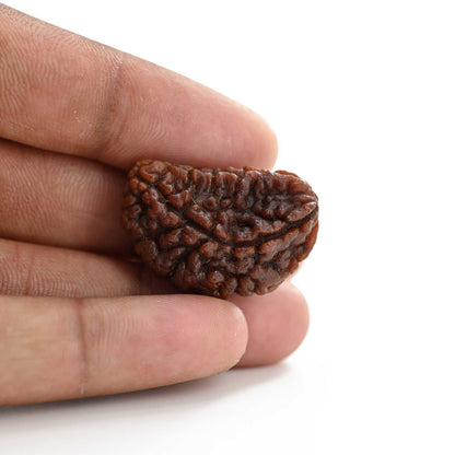 1 mukhi kaju shape Indian Rudraksha 30.14 M.M.