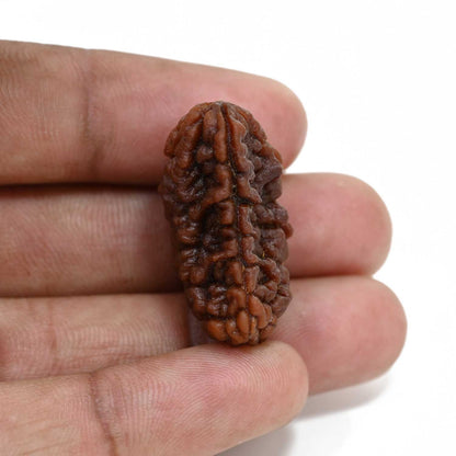 1 mukhi kaju shape Indian Rudraksha 30.14 M.M.