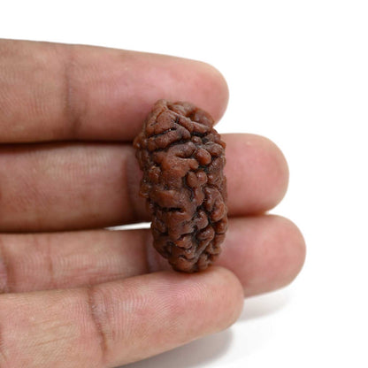 1 mukhi kaju shape Indian Rudraksha 30.14 M.M.