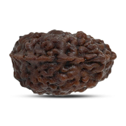 1 mukhi kaju shape Indian Rudraksha 29.18 M.M.