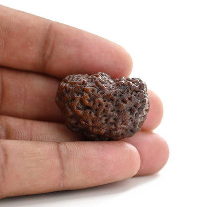 1 mukhi kaju shape Indian Rudraksha 29.18 M.M.