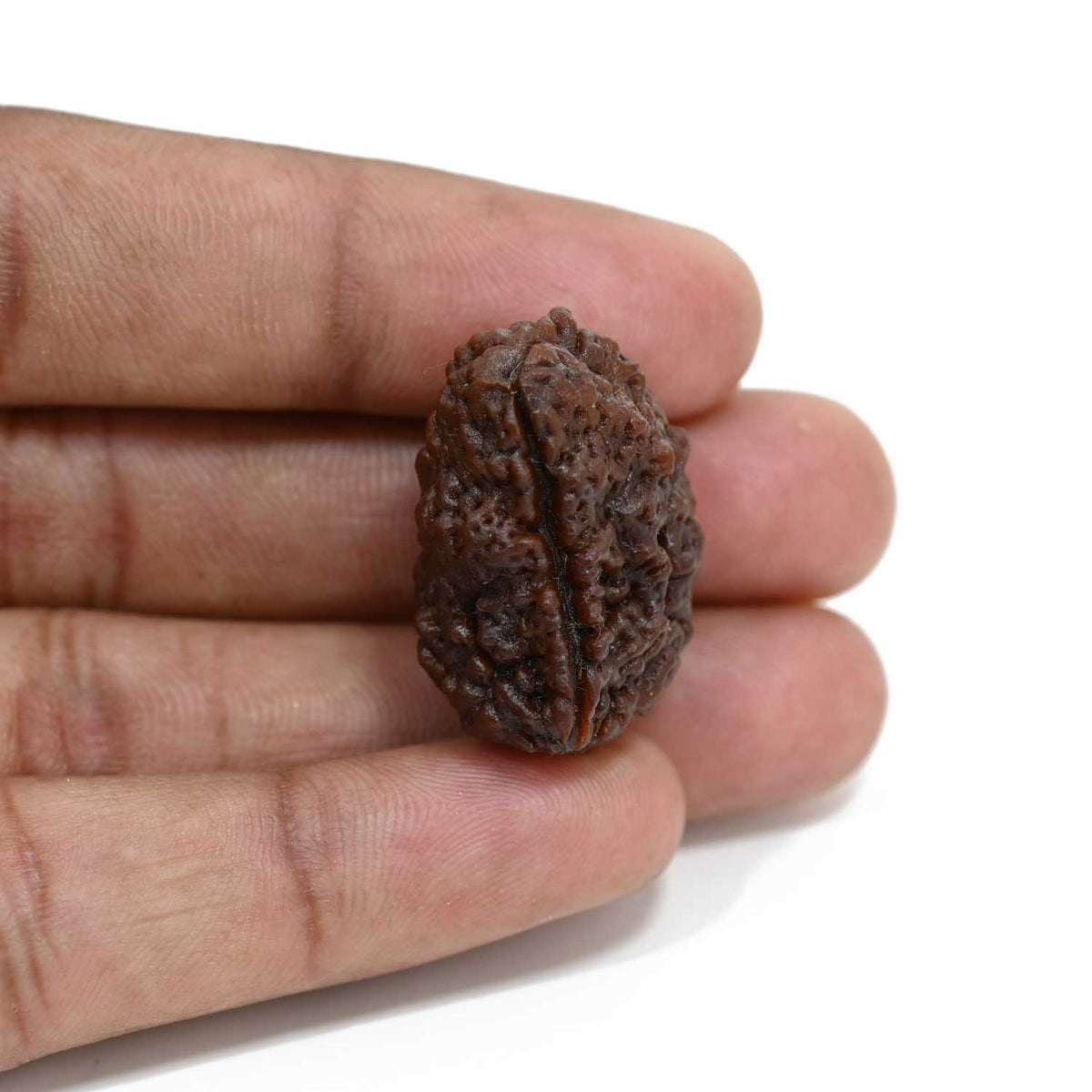 1 mukhi kaju shape Indian Rudraksha 29.18 M.M.