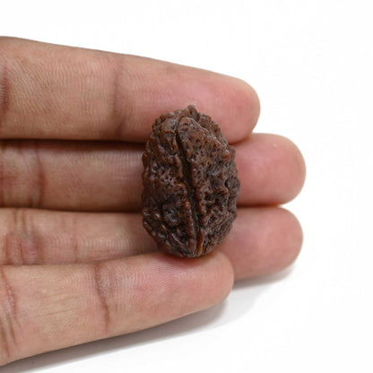 1 mukhi kaju shape Indian Rudraksha 29.18 M.M.