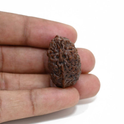1 mukhi kaju shape Indian Rudraksha 29.18 M.M.