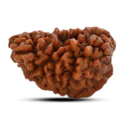 1 mukhi kaju shape Indian Rudraksha 30.68 M.M.