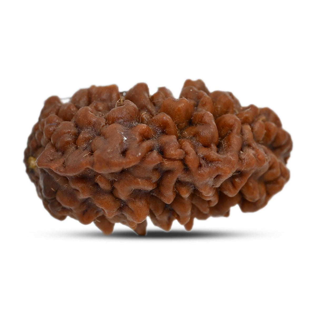 1 mukhi kaju shape Indian Rudraksha 30.68 M.M.