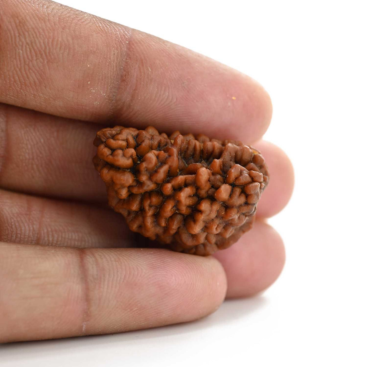 1 mukhi kaju shape Indian Rudraksha 30.68 M.M.