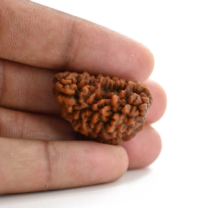 1 mukhi kaju shape Indian Rudraksha 30.68 M.M.