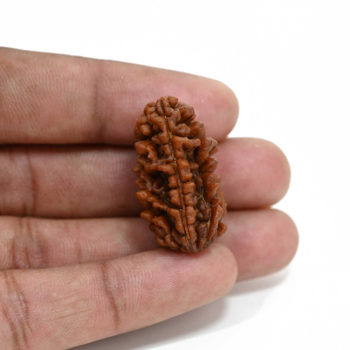 1 mukhi kaju shape Indian Rudraksha 30.68 M.M.