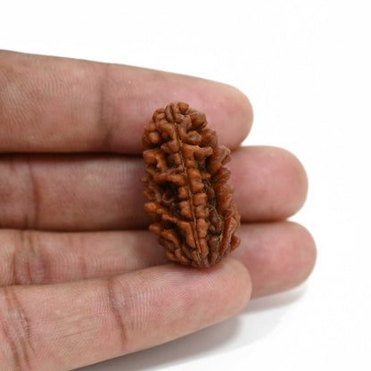 1 mukhi kaju shape Indian Rudraksha 30.68 M.M.
