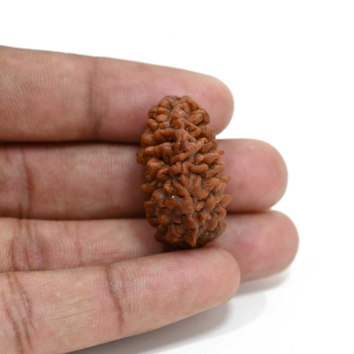 1 mukhi kaju shape Indian Rudraksha 30.68 M.M.