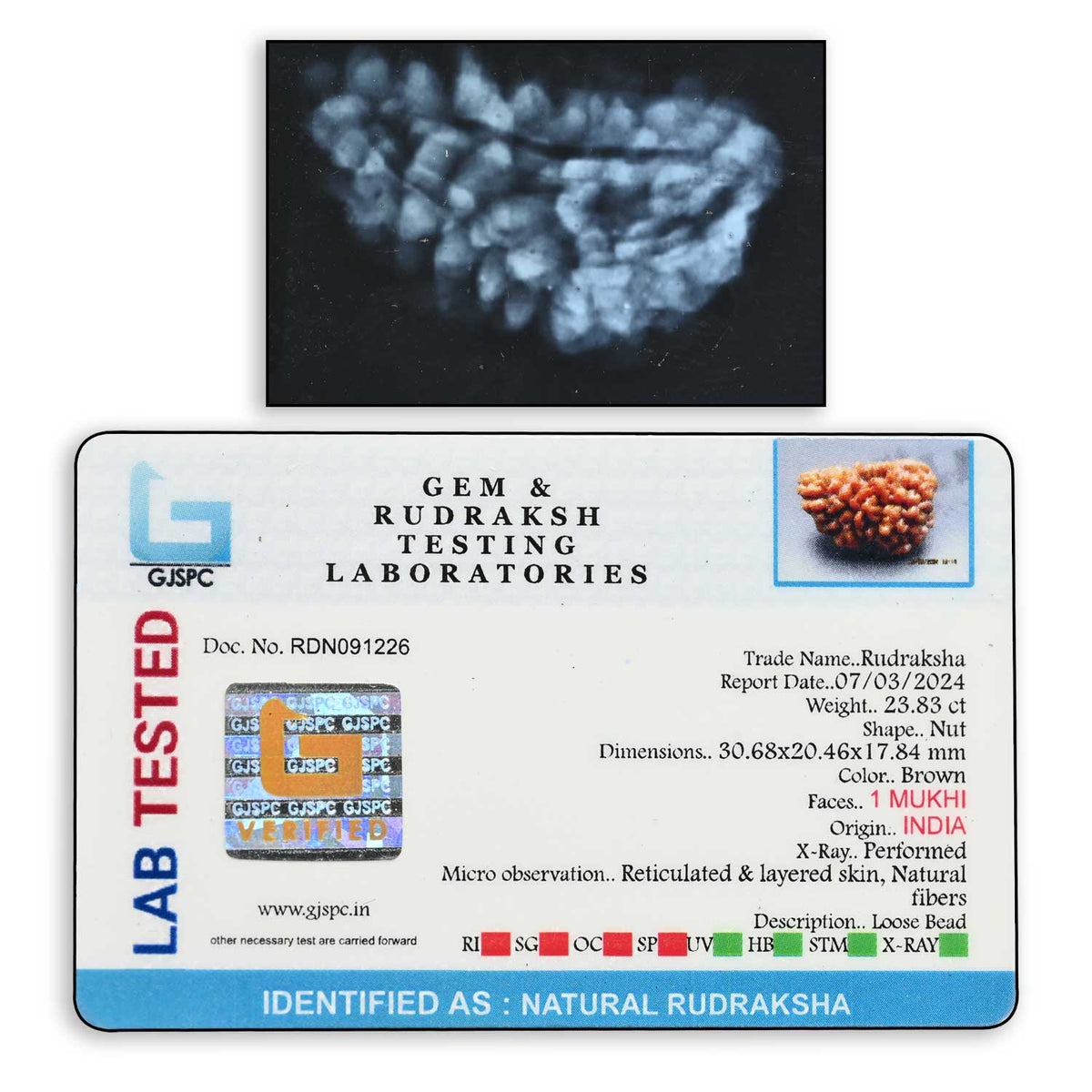 1 mukhi kaju shape Indian Rudraksha 30.68 M.M.