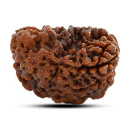 1 mukhi kaju shape Indian Rudraksha 28.1 M.M.