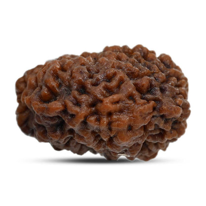 1 mukhi kaju shape Indian Rudraksha 28.1 M.M.