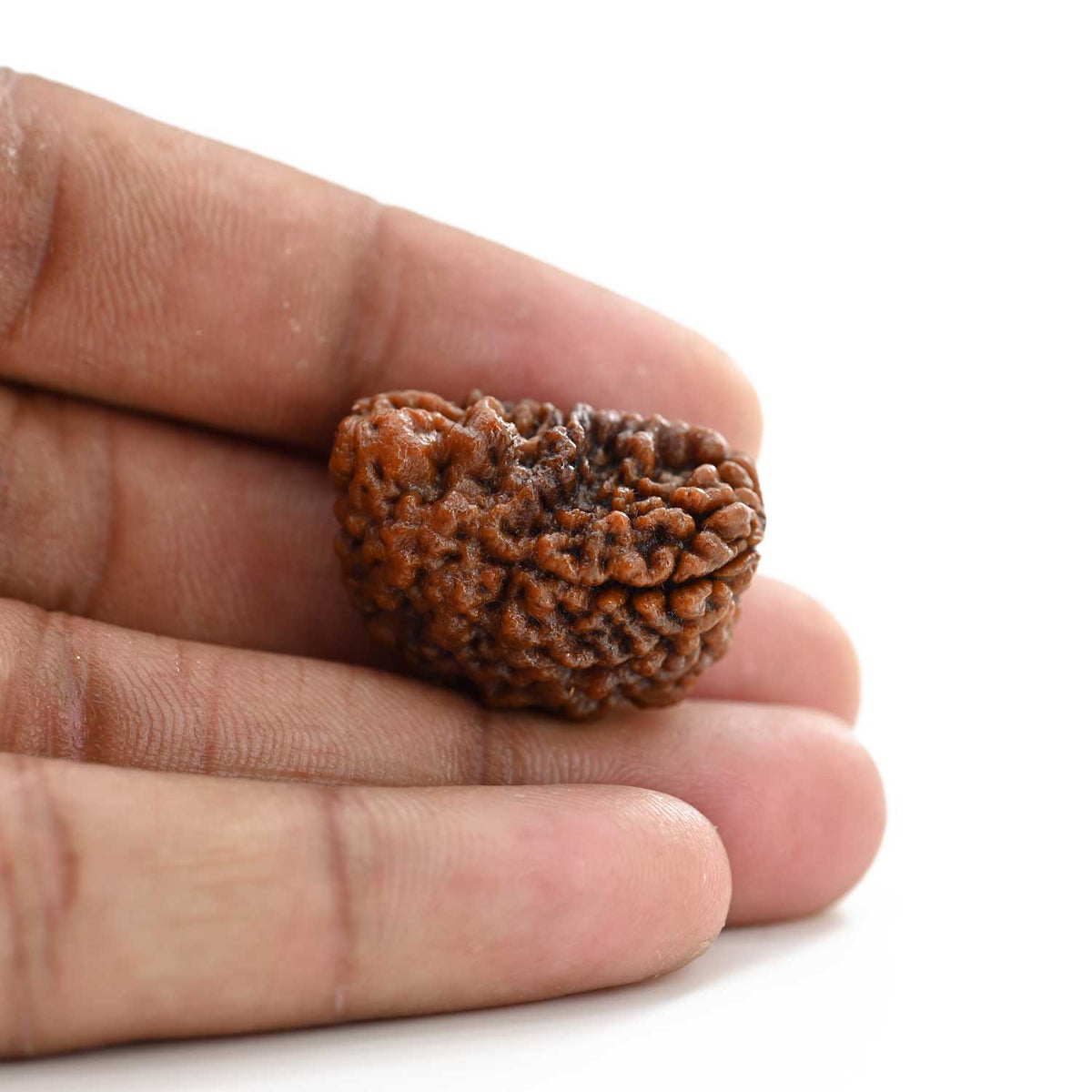 1 mukhi kaju shape Indian Rudraksha 28.1 M.M.