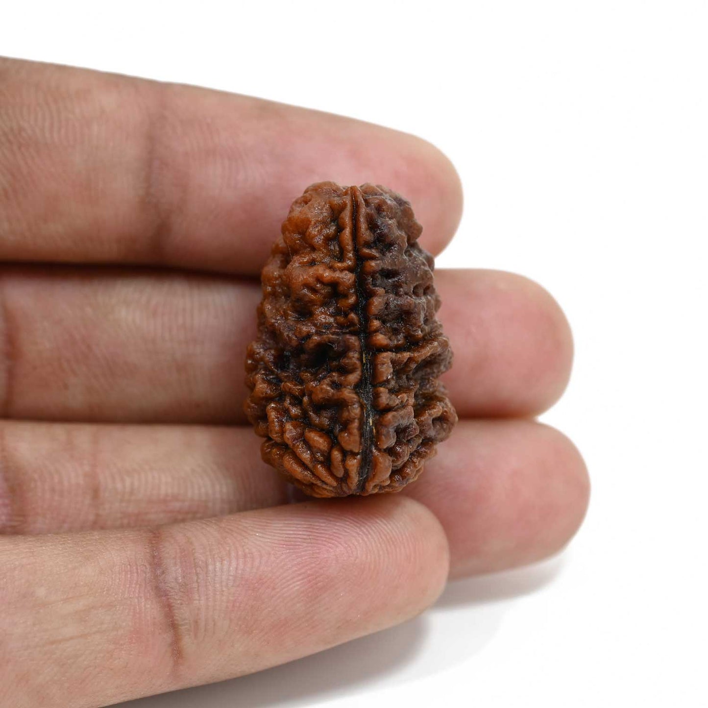 1 mukhi kaju shape Indian Rudraksha 28.1 M.M.