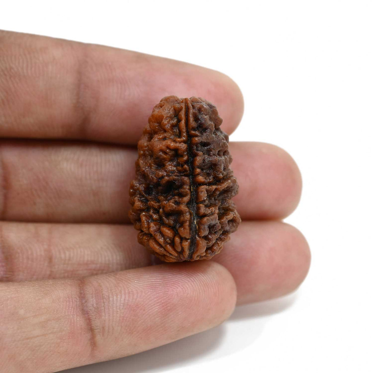 1 mukhi kaju shape Indian Rudraksha 28.1 M.M.