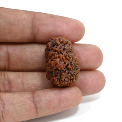 1 mukhi kaju shape Indian Rudraksha 28.1 M.M.