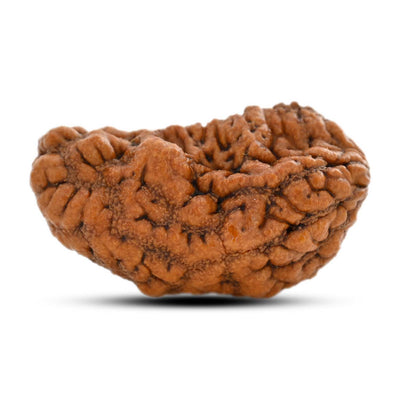 1 mukhi kaju shape Indian Rudraksha 35.45 M.M.