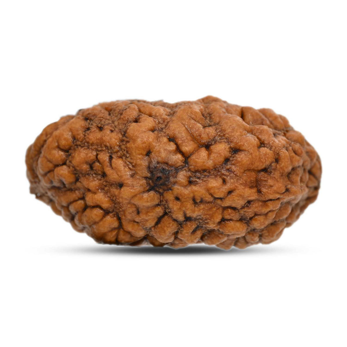 1 mukhi kaju shape Indian Rudraksha 35.45 M.M.