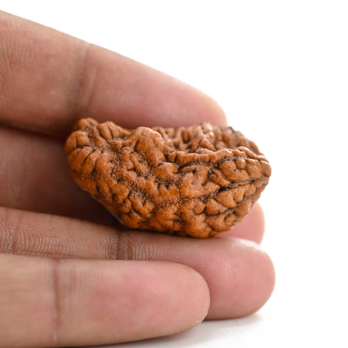1 mukhi kaju shape Indian Rudraksha 35.45 M.M.