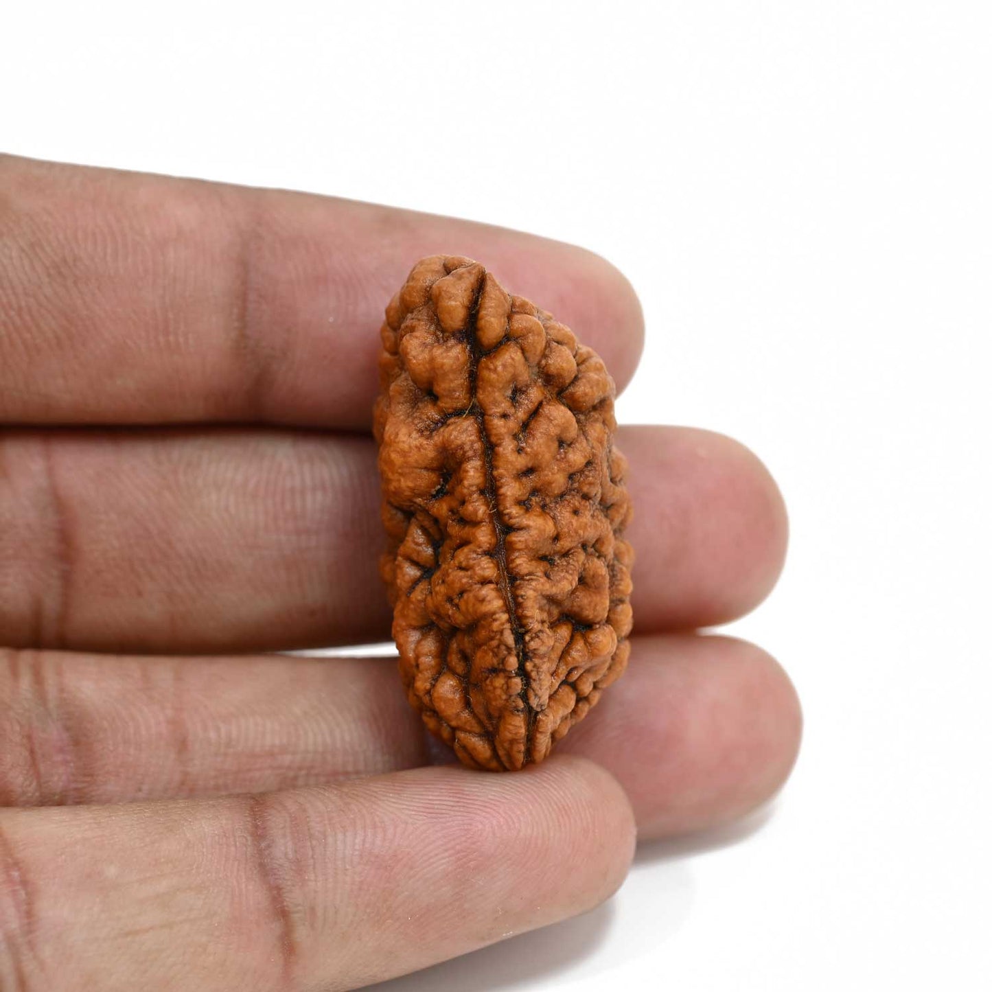 1 mukhi kaju shape Indian Rudraksha 35.45 M.M.