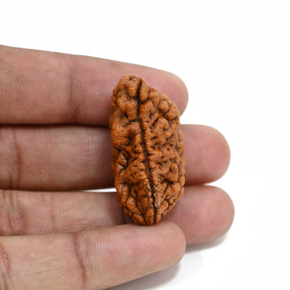 1 mukhi kaju shape Indian Rudraksha 35.45 M.M.