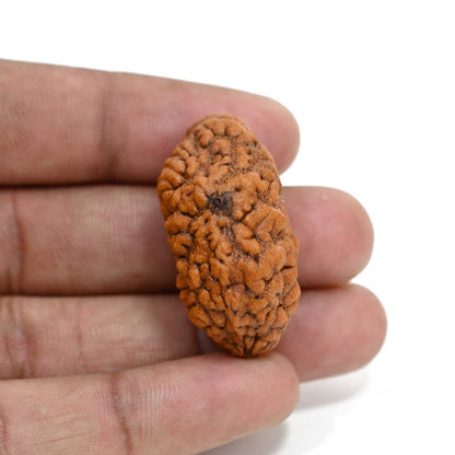 1 mukhi kaju shape Indian Rudraksha 35.45 M.M.