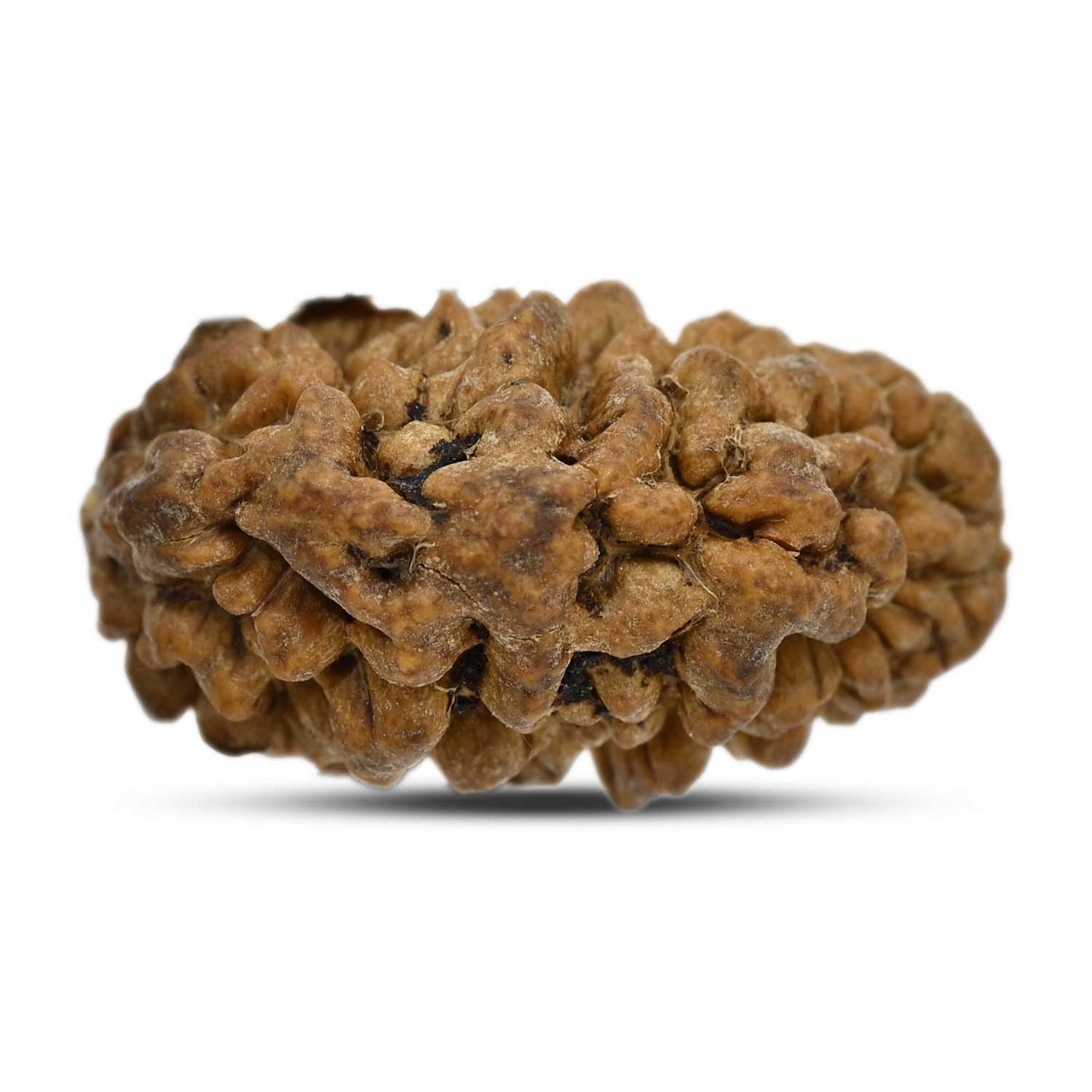 1 mukhi kaju shape Indian Rudraksha 28.61 M.M.