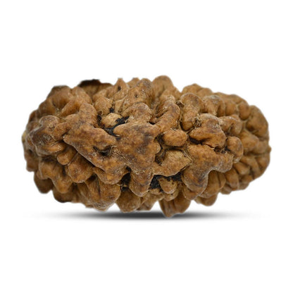 1 mukhi kaju shape Indian Rudraksha 28.61 M.M.