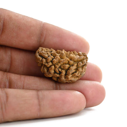 1 mukhi kaju shape Indian Rudraksha 28.61 M.M.